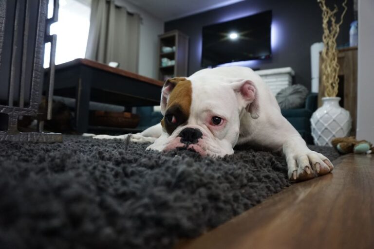 Create a Cozy Atmosphere with Braideddreams.com Rugs